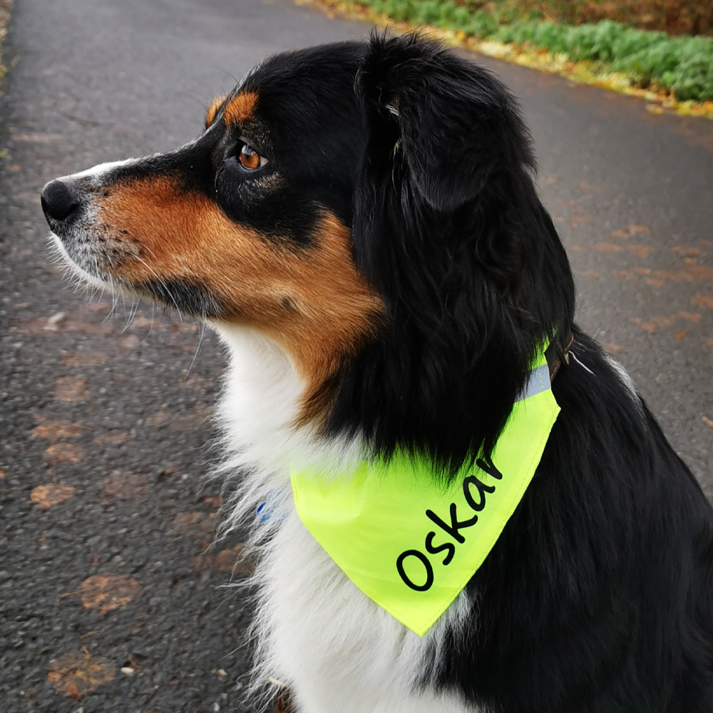 Hundehalsband neongelb reflektierend - Oskar